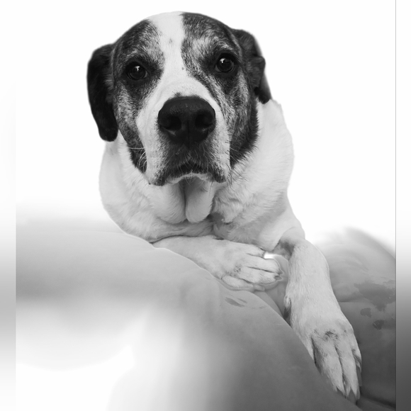 Other - Doggie Treats Support